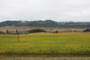 The view from the entrance to King Estate's tasting room