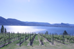 Vineyards overlooking Okanagan Lake from the Naramata Bench